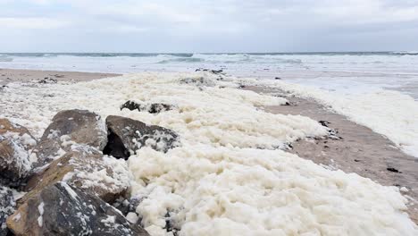 a south australian beach is covered in dense, toxic algal bloom foam, showcasing the environmental crisis. this bloom impacts marine life and poses health concerns for humans