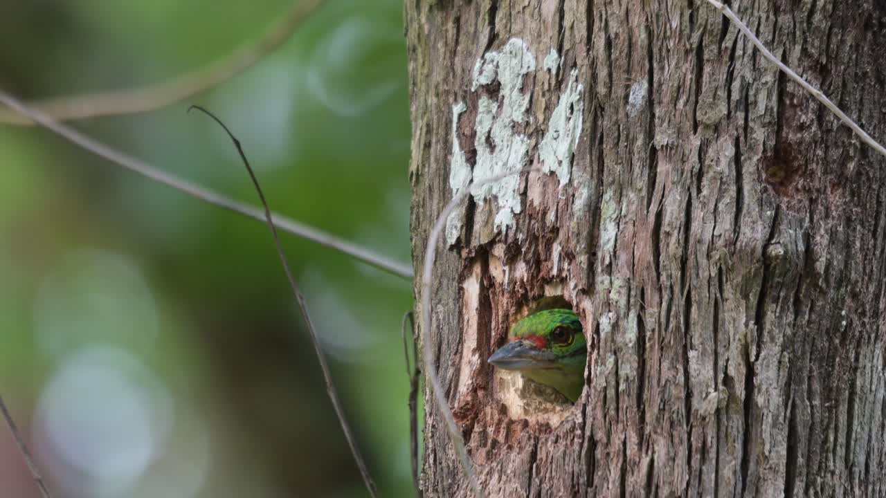 un zoom de este pájaro mientras se ve con la cabeza fuera de su madriguera, barbet psilopogon incognitus, tailandia