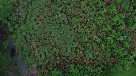 Nice-view-from-sky,-old-lake