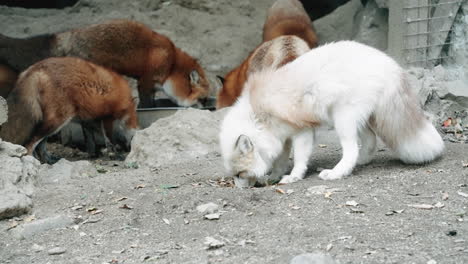 skulk of fox poking their noses on the ground within the zao fox village in shiroishi, miyagi, japan