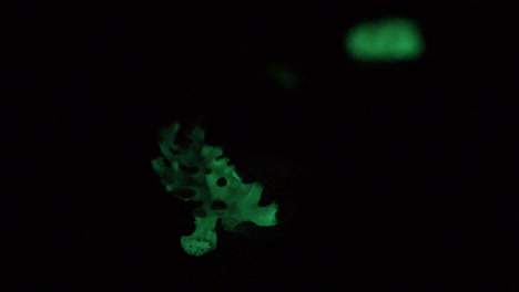 A-small-patch-of-the-bioluminescent-fungus,-Panellus-Stipticus-glows-in-the-dark