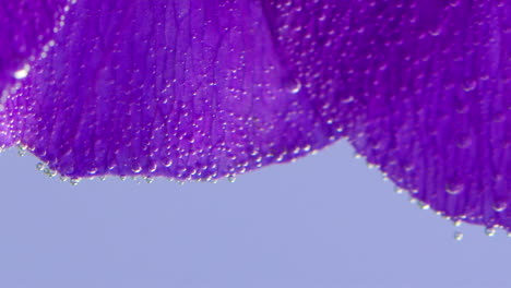 primer plano de un pétalo de flor púrpura con gotas de agua
