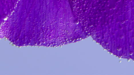 close-up of a purple flower petal with water droplets