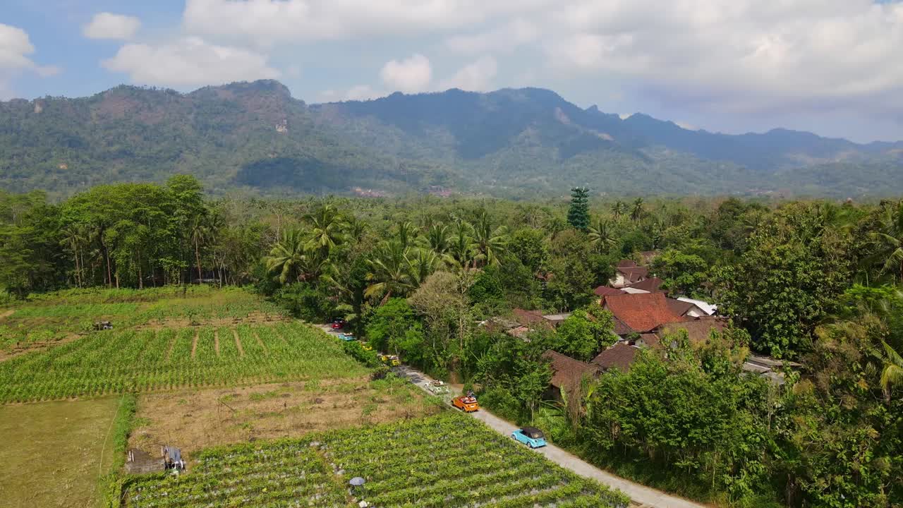 플랜테이션 한가운데의 도로에서 다채로운 vw 자동차 교차의 공중 전망