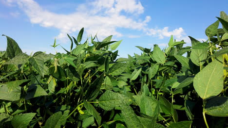 Sojabohnenfeld-Im-Sonnenschein-Mit-Blauem-Himmel