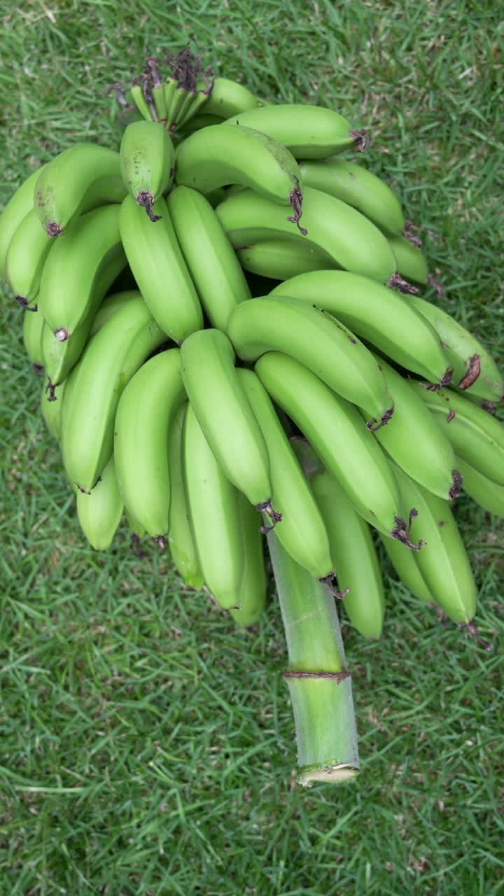 Vertical video showcasing a close-up of vibrant green bananas on lush grass. Captures detailed textures and natural lighting, perfect for mobile and social media content