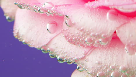 pink carnation petals underwater with bubbles