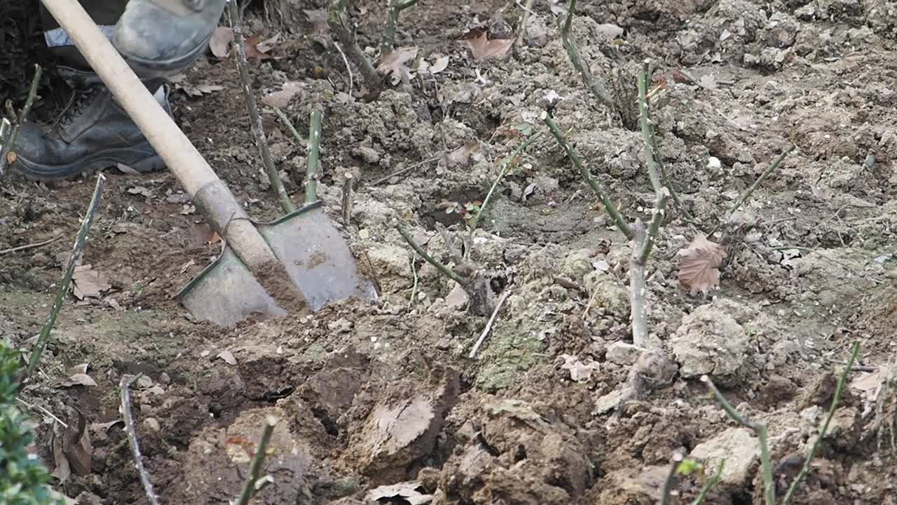 la plantación de rosales