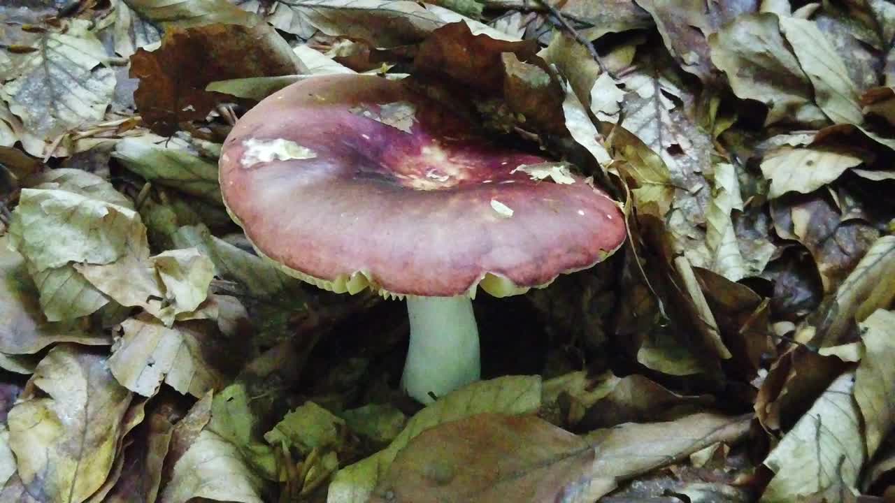 Mushrooms pushing the dead leaves to get some air