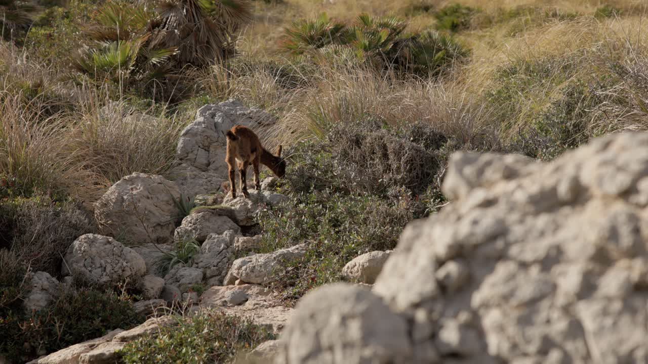 Rocky cliffside terrain with dry vegetation overlooking the Mediterranean coast in Mallorca, goats graze