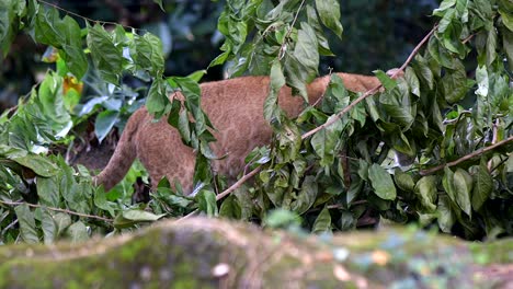 Lion-Cub-Hiding-Behind-Leaves-On-Fallen-Branch-Of-Tree-In-Forest