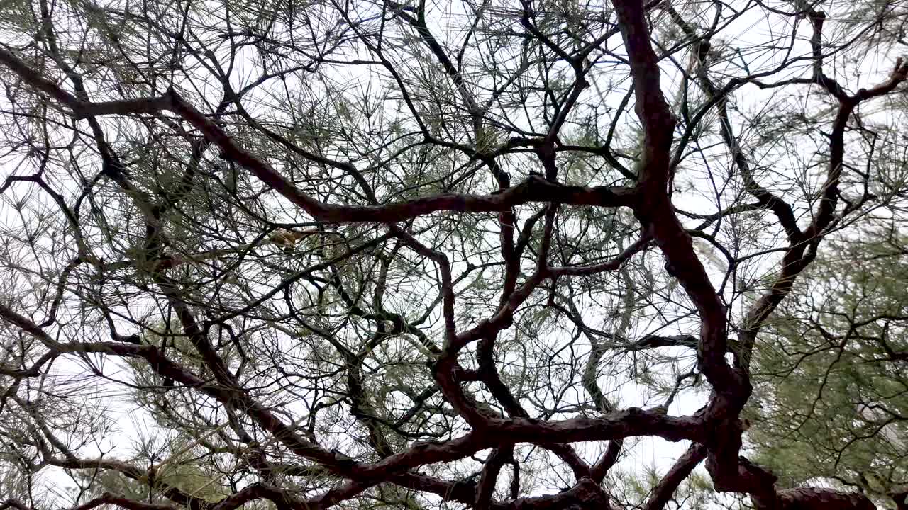 Intertwining branches of a tree in Kenroku-en garden create stunning natural texture.