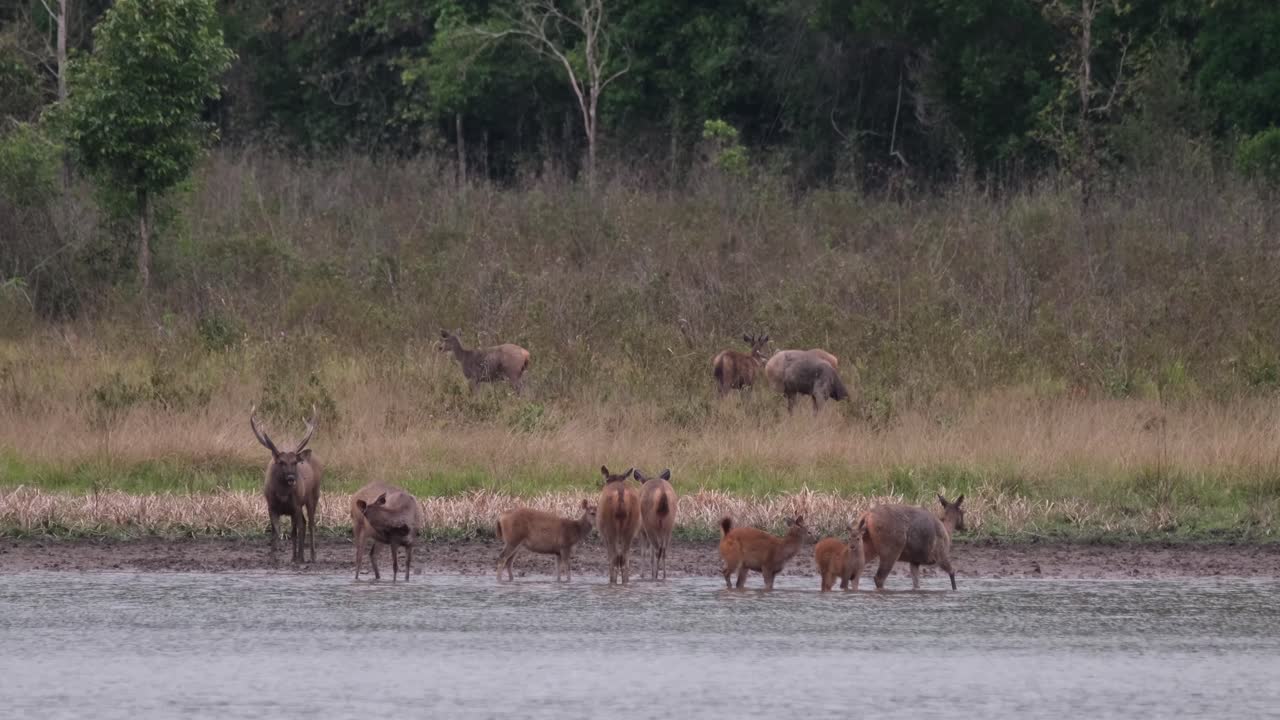 삼바 사슴, 루사 단색, 태국