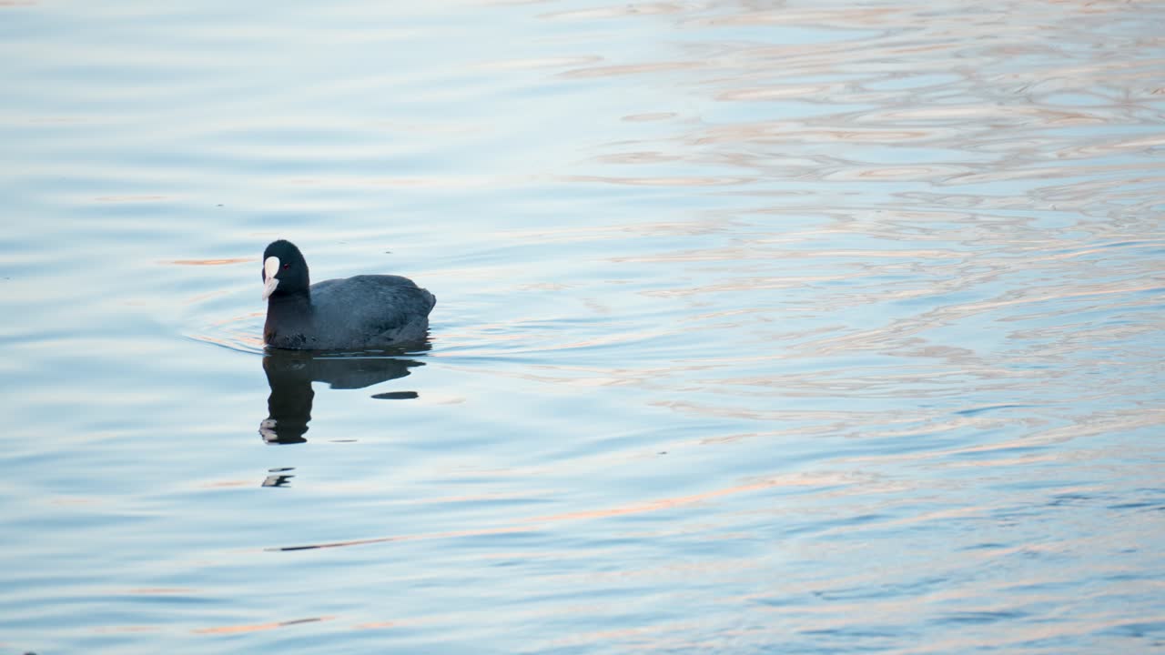 una focha euroasiática común negra comiendo algas nadando en un estanque al atardecer