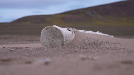 Tree-Trunk-in-Beach-Sand,-Detail-From-Fleming-Fjord,-Greenland-in-Summer-Season