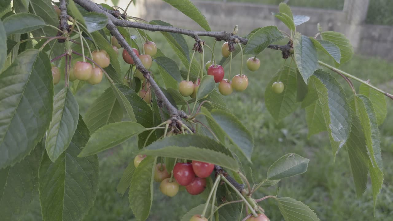 Green And Red Cherry Maturing On A Tree In Early Spring On A Windy Day