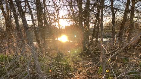 Puesta-De-Sol-Naranja-Y-Destello-De-Lente-En-Un-Pequeño-Parche-De-Bosque-Urbano