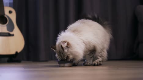 Woman-giving-a-food-to-cat-on-the-floor-in-metallic-bowl