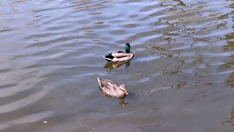 Male-Drake-Mallard-duck-guarding-female-while-swimming-in-urban-waterfowl-pond