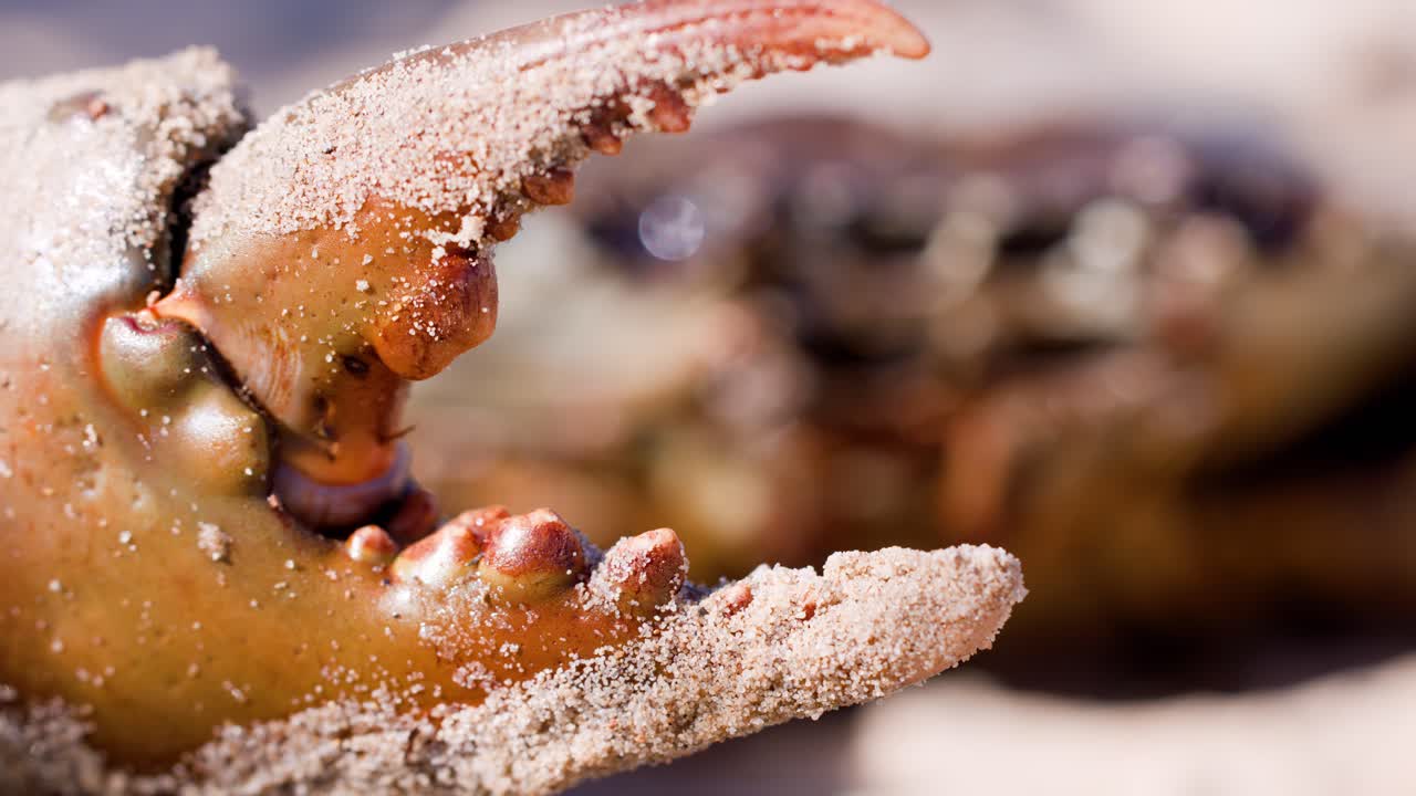 A giant mud crab claw, covered in sand, slowly opens and closes in extreme macro detail on a sunlit beach. Shallow depth of field, natural lighting