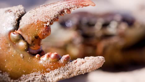 a giant mud crab claw, covered in sand, slowly opens and closes in extreme macro detail on a sunlit beach. shallow depth of field, natural lighting