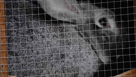 big gray rabbit in a wooden cage