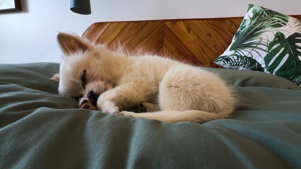 A static video of a puppy with beige fur sleeping pacefully on top of a bed with green olive blanket, a tropical leaves pillow and wood frame, with walls in the background