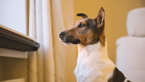 Camera-Focuses-On-A-Dog-Sitting-On-The-Floor-And-Looking-Out-The-Window,-The-Turns-His-Face