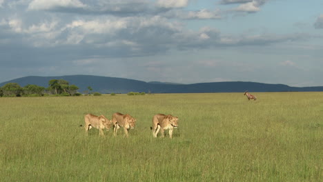 Afrikanische-Löwenweibchen,-Die-Zusammen-Mit-Einigen-Topi-Gazellen-Im-Hintergrund-Spazieren-Gehen,-Masai-Mara,-Kenia