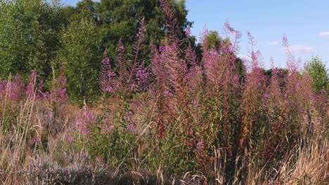 A-large-clump-of-Rosebay-Willowherb,-Chamerion-angustifolium-flowering-in-Summertime