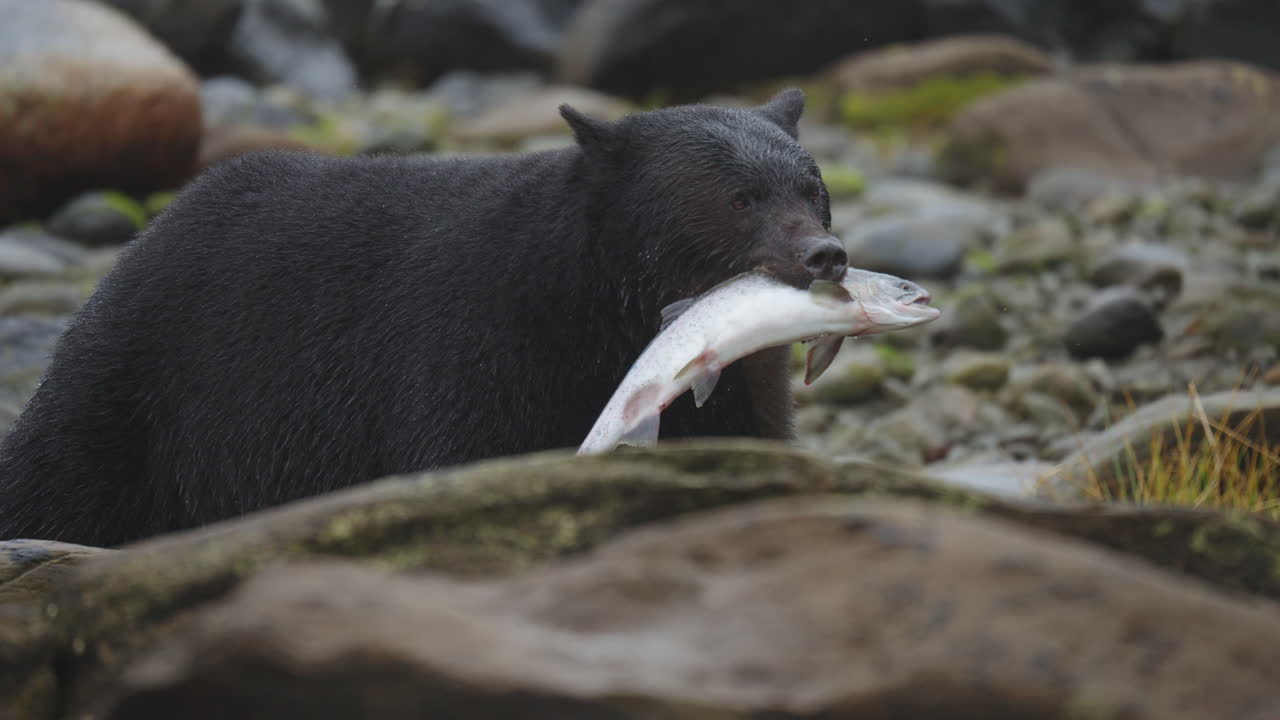 Un orso nero sulle rocce aspetta che il salmone risalga il ruscello nella Columbia Britannica, in Canada. Si rifornisce di cibo prima di andare in letargo per l'inverno.