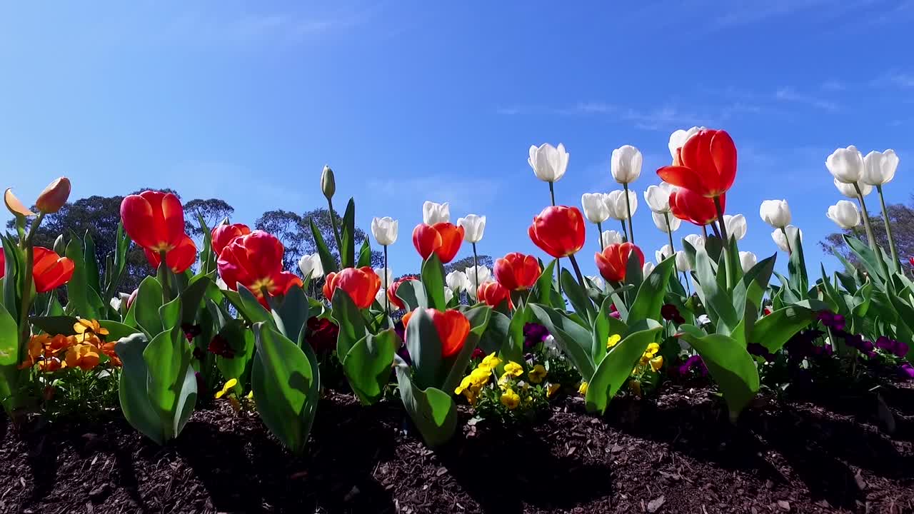 캔버라 의 플로리아드 봄 축제 에서 백만 개 의 립 꽃 이 피어 있다