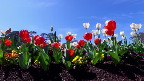 a million tulip blooms at the floriade spring festival in canberra