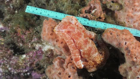 a marine scientist measures a vibrant sea creature while conducting an underwater research study