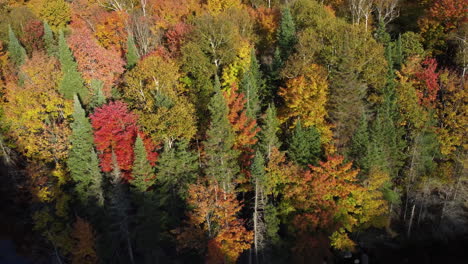 Vista-Aérea-De-Los-Colores-Del-Otoño-En-El-Parque-Provincial-Algonquin