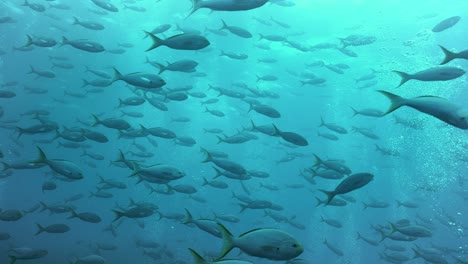 Sideview-of-silver-and-yellow-fish-swimming-in-shimmering-light-rays-underwater