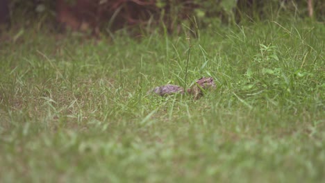 ardilla sentada en la hierba comiendo hierba
