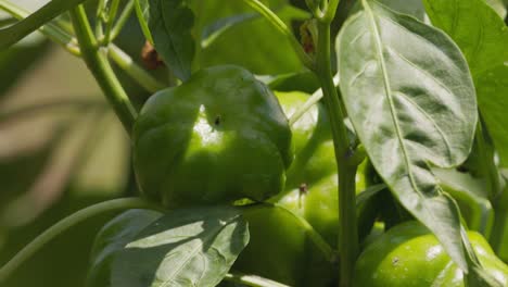 close-up of rows plantation of unripe green paprika plant in the garden