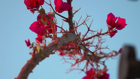 rama de flor de buganvilla con un cielo azul claro en el fondo