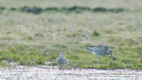 a few curlew birds resting near water puddle in flooded wetland