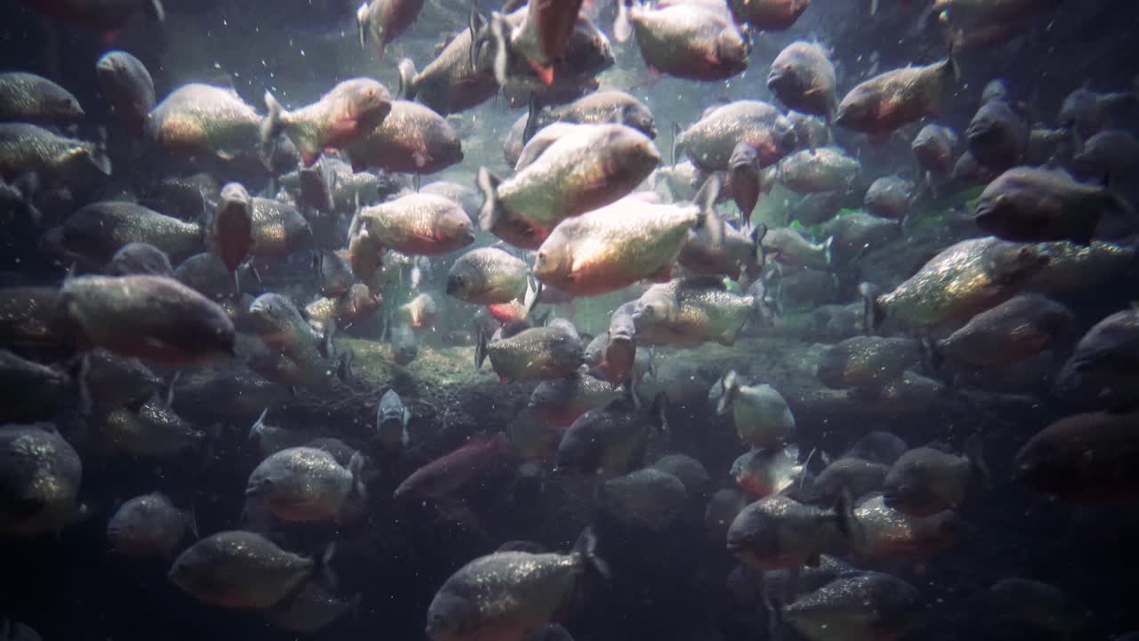 피라나 - 콜로소마 매크로포머