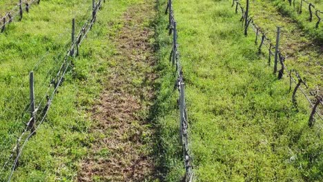 aerial tracking shot of a vineyard on the south of portugal