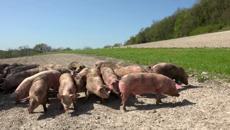 pigs breeding outdoors, bio, food