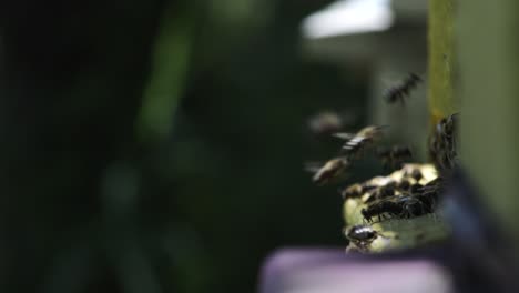 close up and slow motion of honey bees flying in and out of beehive collecting pollen in sunny warm day