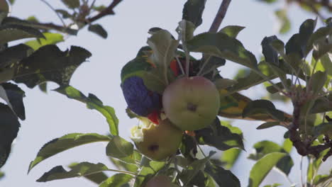 lorito arcoiris comiendo fruta de un manzano