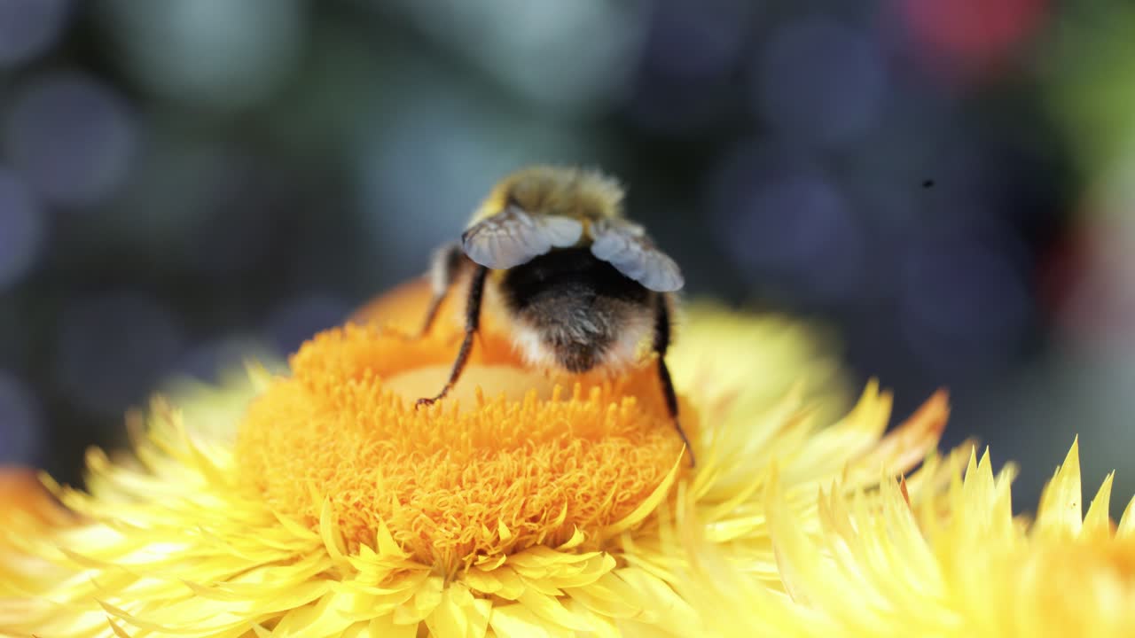 A bumblebee gathers nectar and pollen on a vibrant yellow flower, captured in close-up with natural daylight and a softly blurred garden background