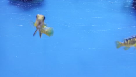 A-closeup-of-yellow-tropical-striped-fish-swimming-across