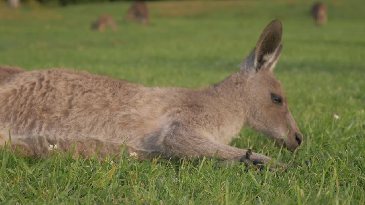 골드 코스트, qld, 호주 - 필드에 잔디를 먹는 동안 누워있는 젊은 동부 회색 캥거루