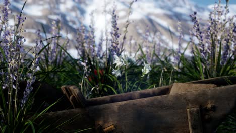 Lavender-field-with-blue-sky-and-mountain-cover-with-snow