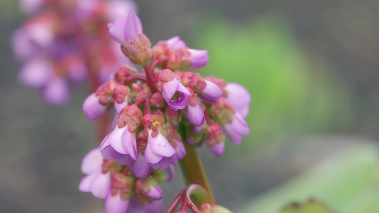 Tanaman Bergenia mekar dengan bunga merah muda di musim semi.